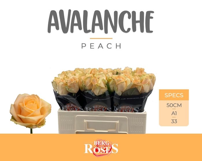 <h4>Rozen R GR Avalanche Peach x60</h4>