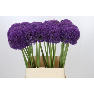 Allium Ambassador