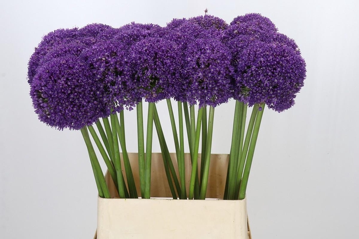 <h4>Allium Ambassador</h4>
