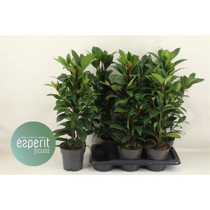 Ficus cyathistipula Compacta 17Ø 70cm 3pp