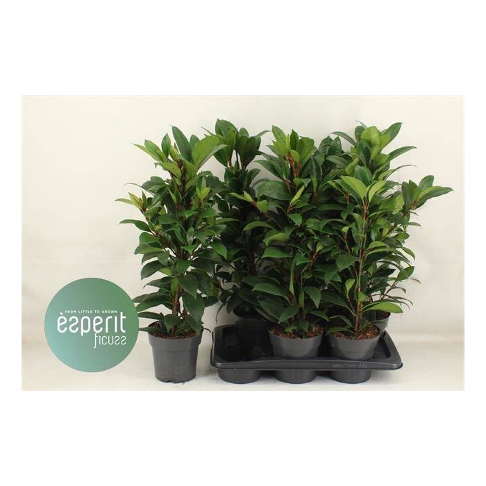 <h4>Ficus cyathistipula Compacta 17Ø 70cm 3pp</h4>