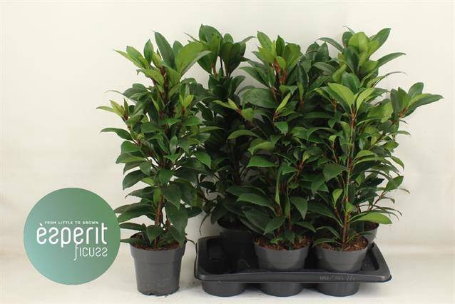 Ficus cyathistipula Compacta 17Ø 70cm 3pp