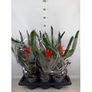 Aechmea  'Pepita Elegant Flames'