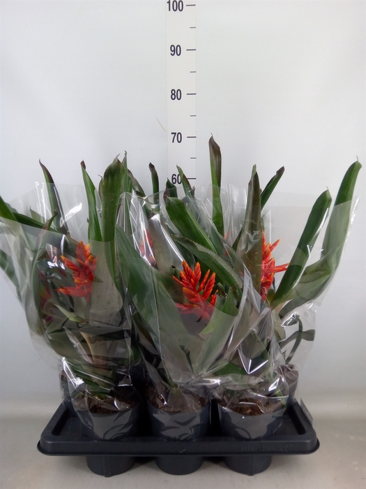 <h4>Aechmea  'Pepita Elegant Flames'</h4>