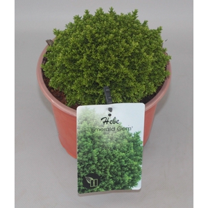 Hebe 'Emerald Gem' C2
