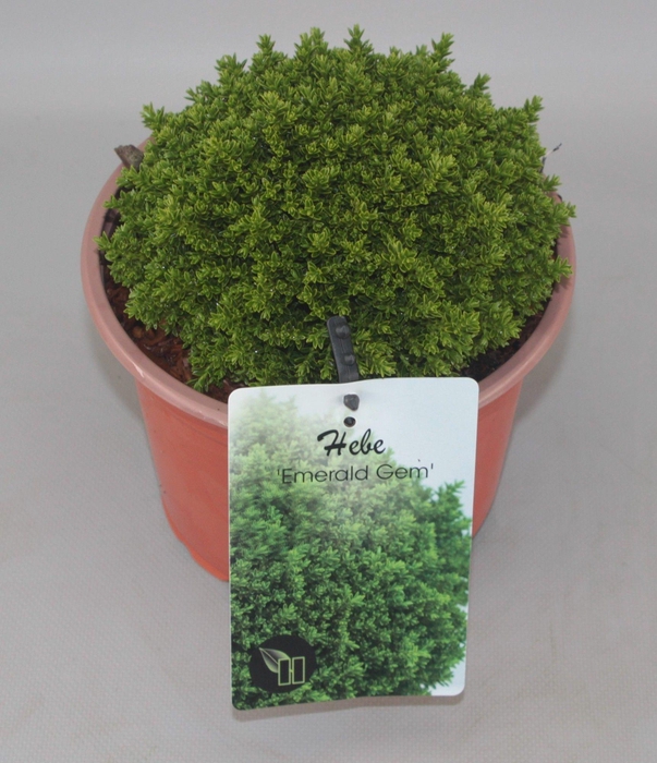 <h4>Hebe 'Emerald Gem' C2</h4>