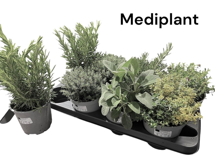 <h4>TUINKRUIDEN GEM</h4>