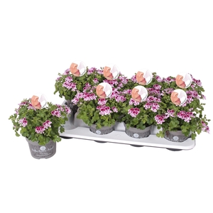 Pelargonium Pelargonium Grandifloru