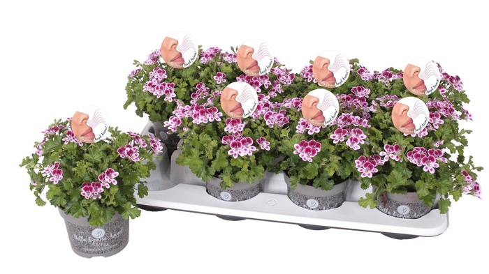 <h4>Pelargonium Pelargonium Grandifloru</h4>