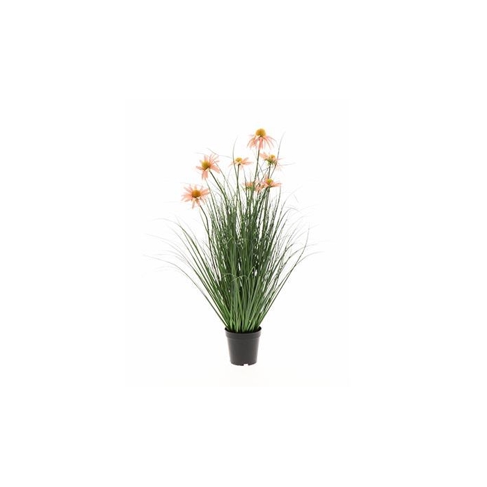 <h4>Plant Daisy H75D45</h4>