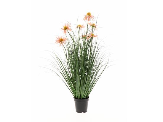 Plant Daisy H75D45