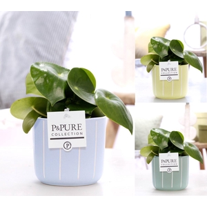 Peperomia Raindrop in P&PURE Fleur ceramics ass. 3