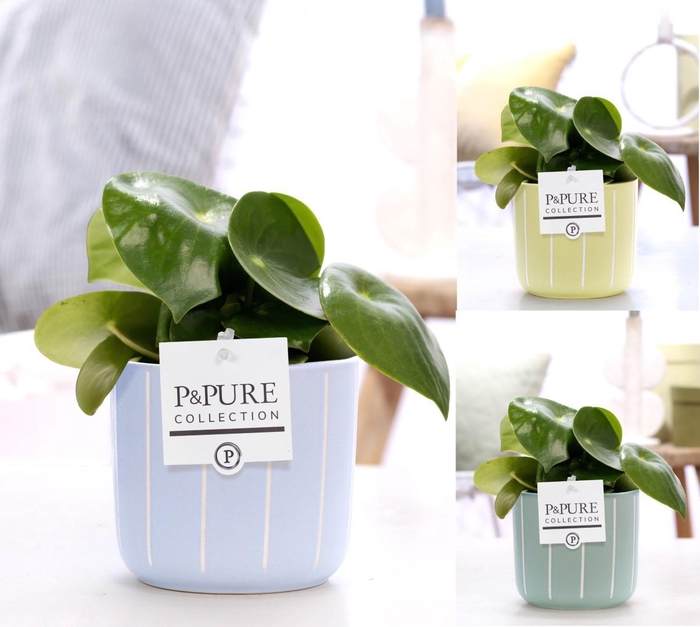 <h4>Peperomia Raindrop in P&PURE Fleur ceramics ass. 3</h4>