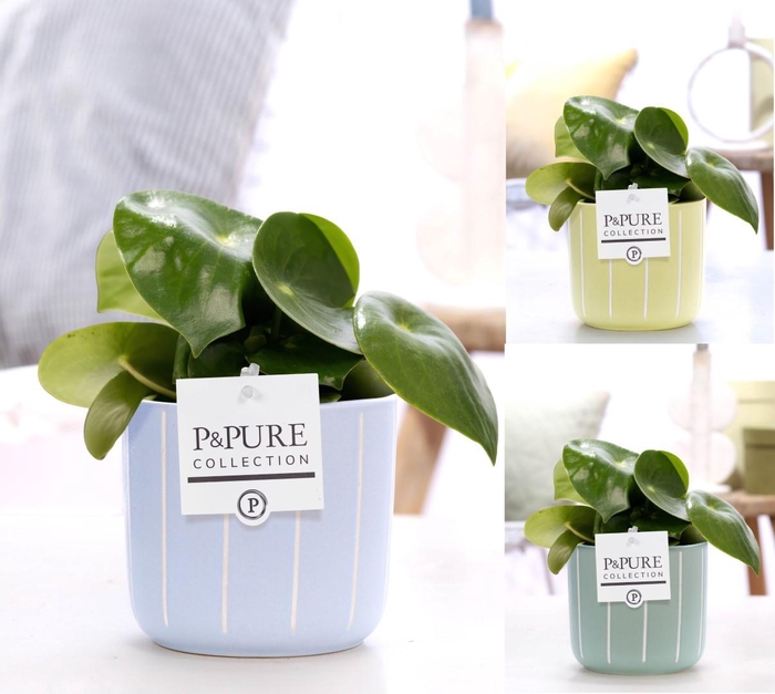 <h4>Peperomia Raindrop in P&PURE Fleur ceramics ass. 3</h4>