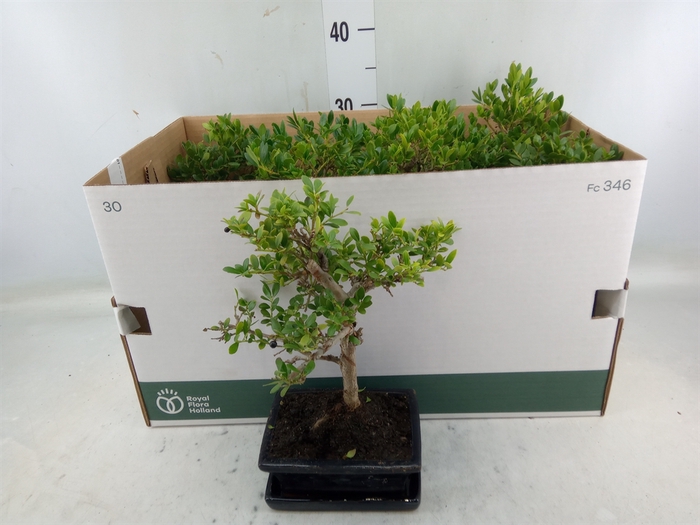 <h4>Bonsai   ...mix</h4>