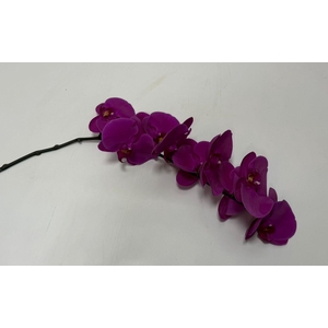 PHAL CHIANGMAI TAK 9+