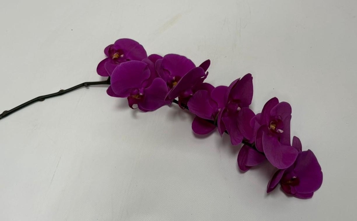 <h4>PHAL CHIANGMAI TAK 9+</h4>