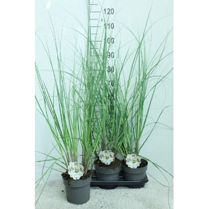 Cortaderia Selloana Junior