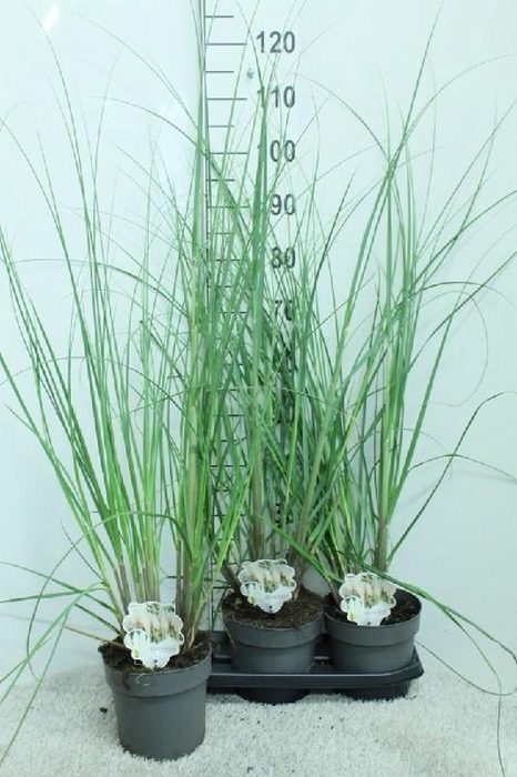 <h4>Cortaderia Selloana Junior</h4>