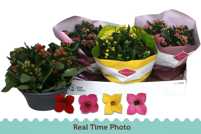 <h4>KAL EN GEM 4 KL</h4>