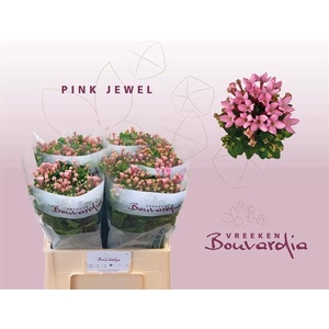 Bou Pink Jewel