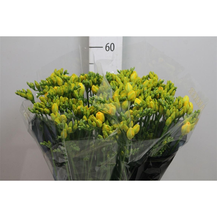 <h4>Fr Du Boulevard</h4>