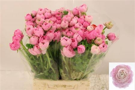 <h4>Ran El Pink</h4>