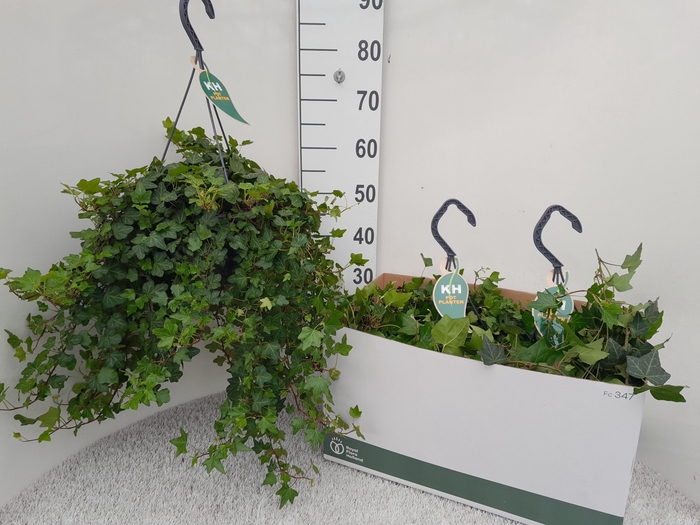 <h4>HED HE WONDER</h4>