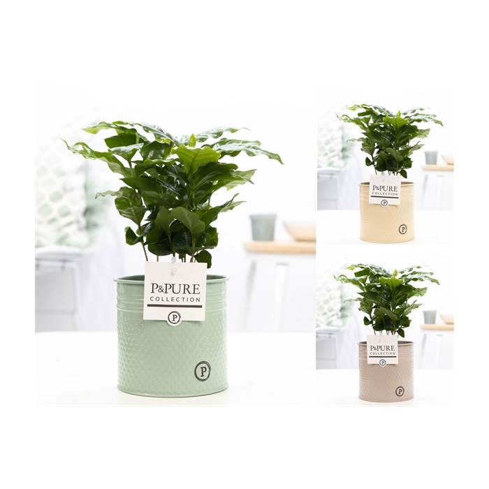 <h4>Coffea Arabica in P&PURE zinc pot Louise 4 ass 3</h4>