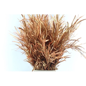 Grevillea Metal Copper