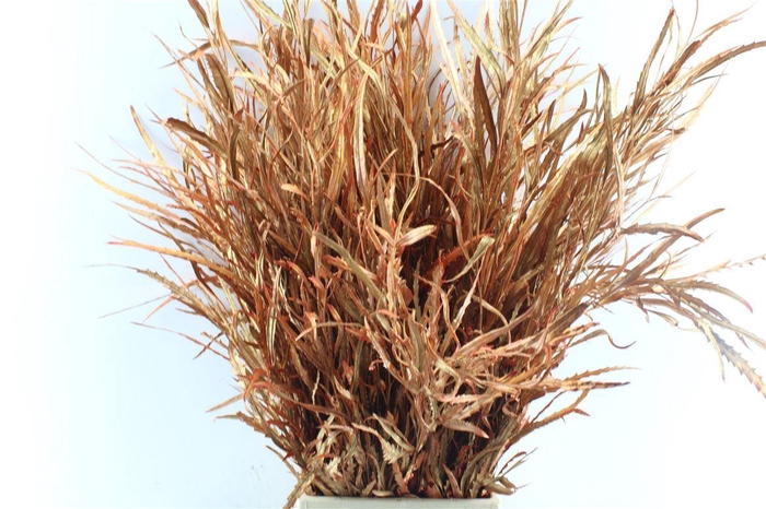 <h4>Grevillea Metal Copper</h4>