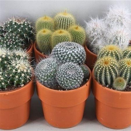 <h4>Cactus gemengd</h4>