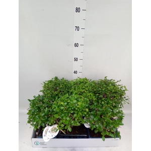 Bonsai   ...mix