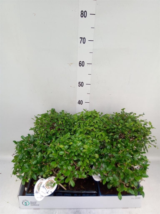 <h4>Bonsai   ...mix</h4>