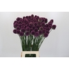 Allium Sphaerocephalon