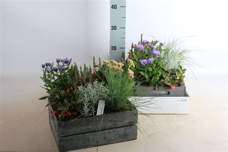 arr8 Arr Tuinplanten In Houten Kist