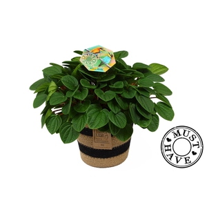 Peperomia ''Rana Verde'' in Jutte Mand 'Must Have'