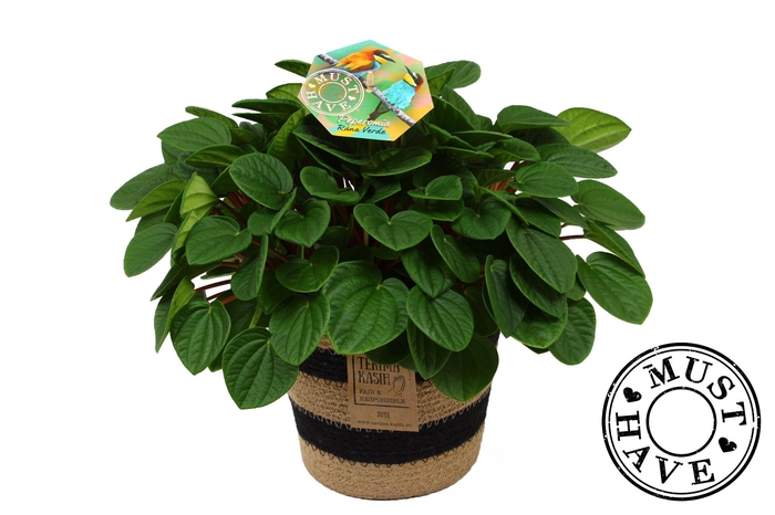 <h4>Peperomia ''Rana Verde'' in Jutte Mand 'Must Have'</h4>