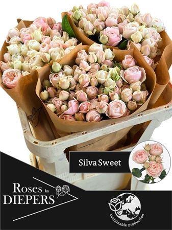 <h4>R Tr Silva Sweet+</h4>