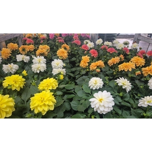 DAHLIA ROYAL GEM