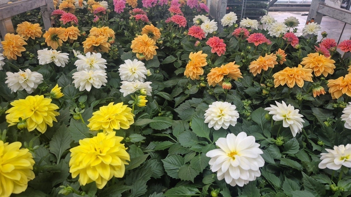 <h4>DAHLIA ROYAL GEM</h4>