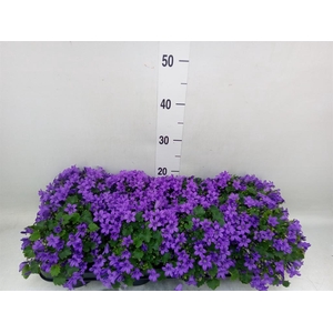 Campanula porten. 'Porto'