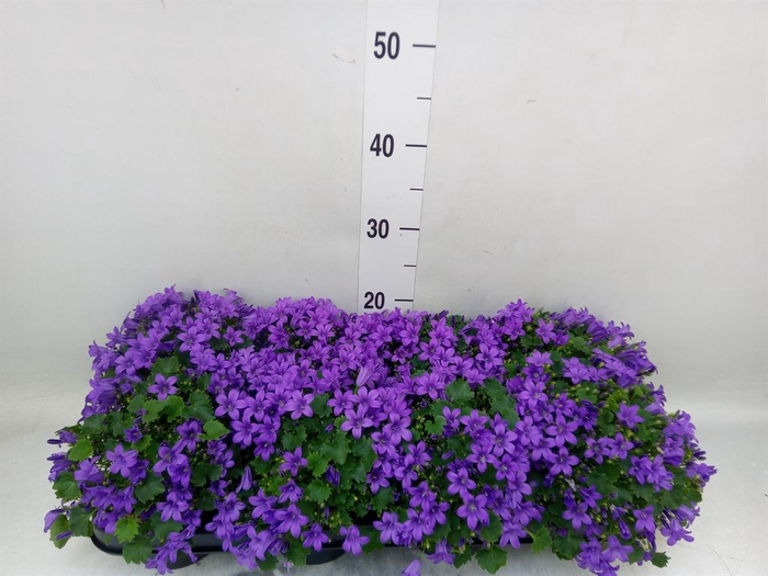 <h4>Campanula porten. 'Porto'</h4>
