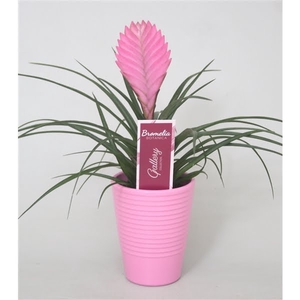 Tillandsia cyanea 'Anita' roze ribbel keramiek