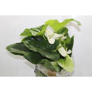 ANTHURIUM ALASKA P17 PREMIUM