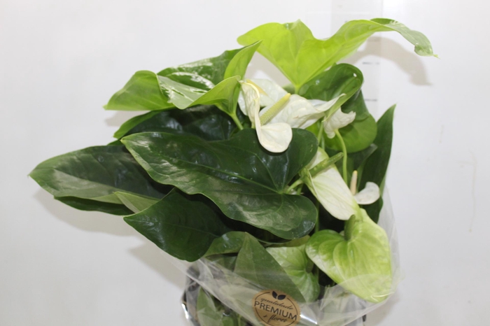 <h4>ANTHURIUM ALASKA P17 PREMIUM</h4>