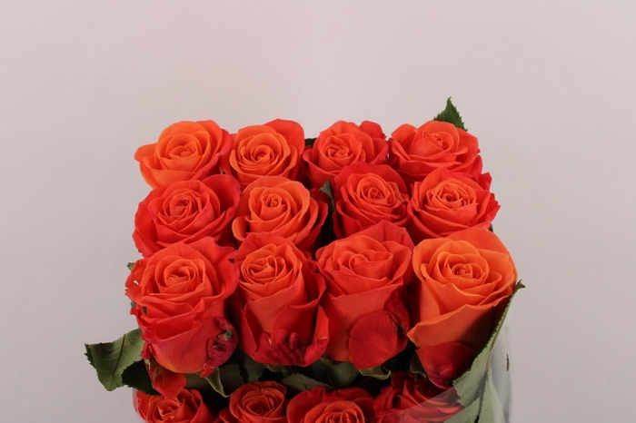 <h4>R Gr Orange Crush</h4>