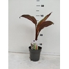 Ensete ventricosum 'Maurelii'