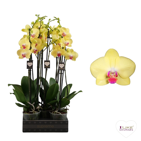 <h4>Phalaenopsis Miraflore - 2 tak 70cm</h4>
