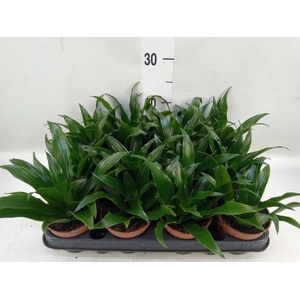 Dracaena frag. 'Compacta'